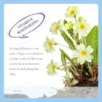 SADOER Vitamin E Moisturizing Cream with Evening Primrose Oil